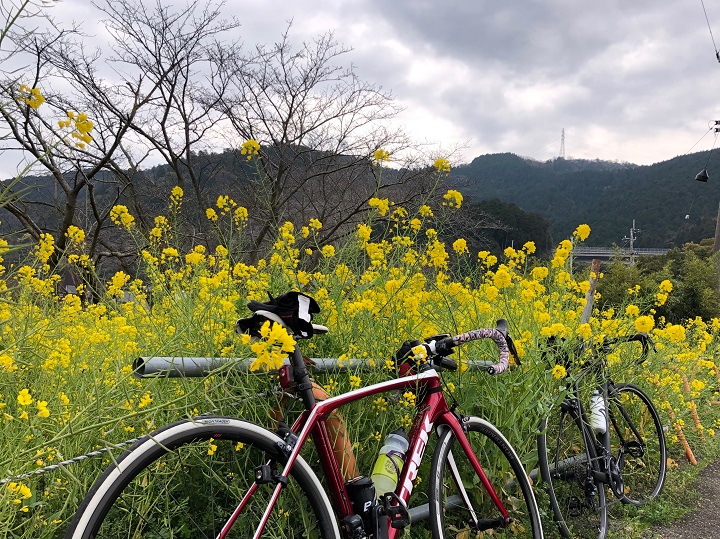 【のんびりモーニングライド】中萩（新居浜）から西条武丈公園方面へ四国の道をのんびり走って来ました。3/23